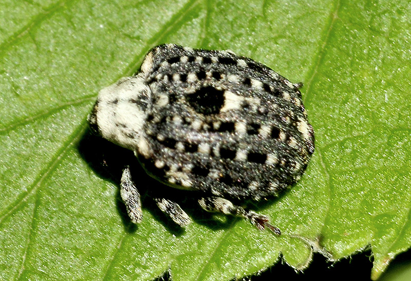 Cionus scrophulariae, Curculionidae